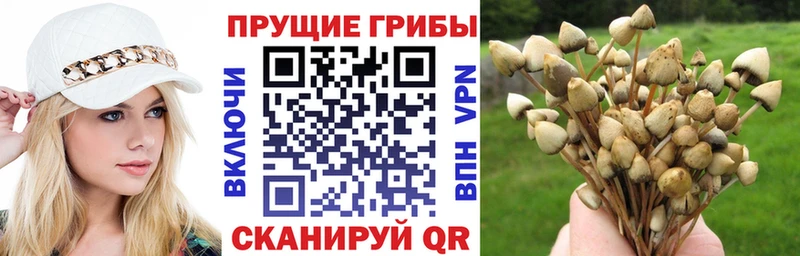 Галлюциногенные грибы Psilocybine cubensis  Борисоглебск 